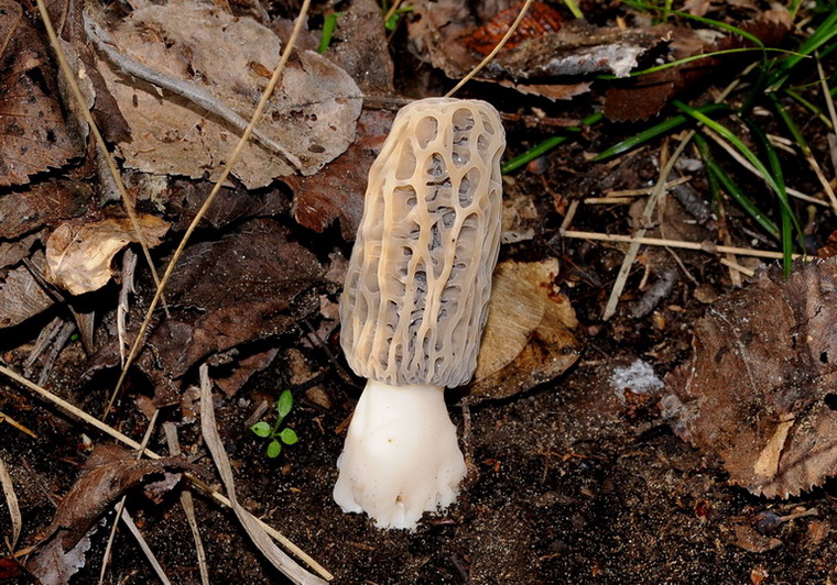 Morchelle di San Rossore (Morchella conica s.l.)